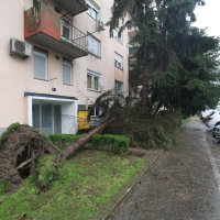 Zagreb: Srušena stabla u Prečkom