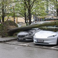 Zagreb: Olujni vjetar iščupao stablo u Ulici Bartola Kašića koje je palo na parkirane automobile