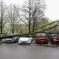 Zagreb: Olujni vjetar iščupao stablo u Ulici Bartola Kašića koje je palo na parkirane automobile