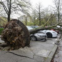 Zagreb: Olujni vjetar iščupao stablo u Ulici Bartola Kašića koje je palo na parkirane automobile