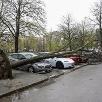 Zagreb: Olujni vjetar iščupao stablo u Ulici Bartola Kašića koje je palo na parkirane automobile