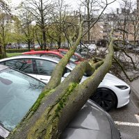 Zagreb: Olujni vjetar iščupao stablo u Ulici Bartola Kašića koje je palo na parkirane automobile