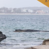 Spašavanje grbavog kita u Njemačkoj