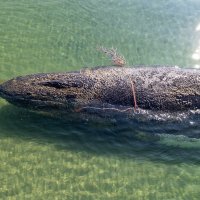 Spašavanje grbavog kita u Njemačkoj