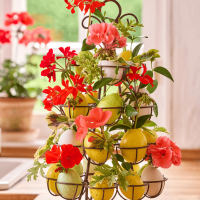 Pelargonije za Uskrs