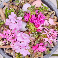 Pelargonije za Uskrs