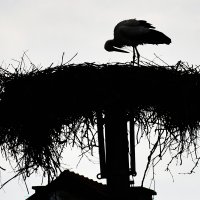 Klepetan i njegova nova družica stigli u Brodski Varoš