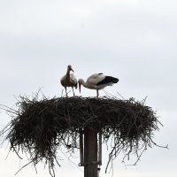 Klepetan i njegova nova družica stigli u Brodski Varoš