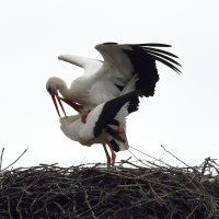 Klepetan i njegova nova družica stigli u Brodski Varoš