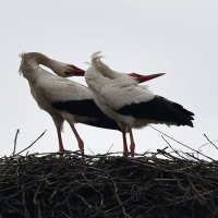 Klepetan i njegova nova družica stigli u Brodski Varoš