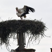 Klepetan i njegova nova družica stigli u Brodski Varoš