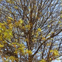 Xiaomi 17 fotografije