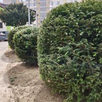 Xiaomi 17 fotografije