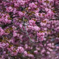 Šulekova ulica u proljeće