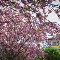 Šulekova ulica u proljeće