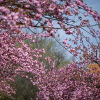 Šulekova ulica u proljeće