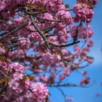 Šulekova ulica u proljeće