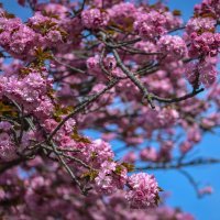 Šulekova ulica u proljeće
