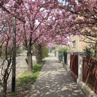 Šulekova ulica u proljeće