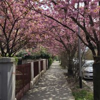 Šulekova ulica u proljeće