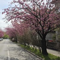 Šulekova ulica u proljeće