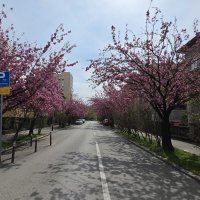 Šulekova ulica u proljeće