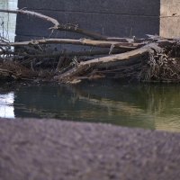 Zagreb: Maloljetnici u koritu Save pronašli lubanju u vrećici s kamenom