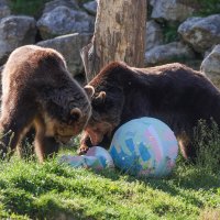 Zagreb: Stanovnicima Zoološkog vrta stigle pisanice