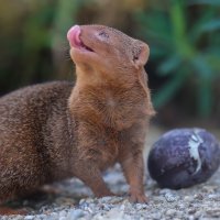 Zagreb: Stanovnicima Zoološkog vrta stigle pisanice