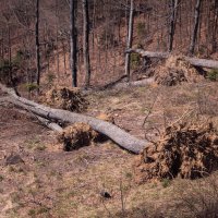 Pogled na Medvednicu iz žičare nakon oluje koja je uništila dio šume