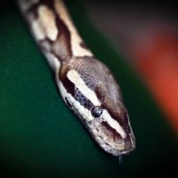 Posjetili smo Animal Caffe u Zagrebu