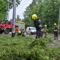 Zagreb: Palo stablo na Maksimirskoj, blokiran promet, vatrogasci na terenu