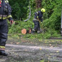 Zagreb: Palo stablo na Maksimirskoj, blokiran promet, vatrogasci na terenu