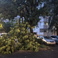Jak vjetar ruši stabla u Zagrebu