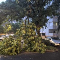 Jak vjetar ruši stabla u Zagrebu