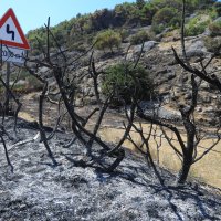Požar na Braču (Pučišća)