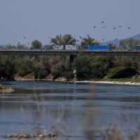 Masovni pomor ribe u rijeci Savi