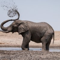 'Afrika: Dom divljine'