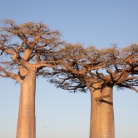 'Afrika: Dom divljine'