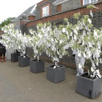 Yoko_Ono_Wish_Tree_B