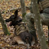 Međunarodni K9 Forum s vojno-radnim psima