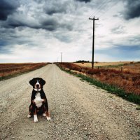 pas kućni ljubimci put cesta