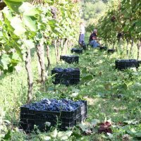 Berba grožđa (5)