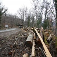 Srušena stabla u parku prirode Medvednica (11)