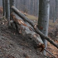 Srušena stabla u parku prirode Medvednica (12)