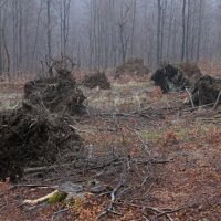 Srušena stabla u parku prirode Medvednica (13)