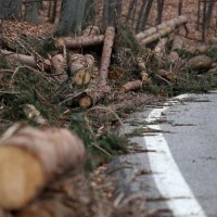 Srušena stabla u parku prirode Medvednica (14)