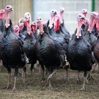 Zagorski puran na OPG-u Sugnetić