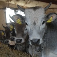 Mlado istarsko govedo boškarin