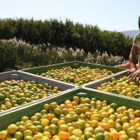 Neretvanska mandarina